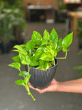 Small Golden Pothos With Decorative Pot