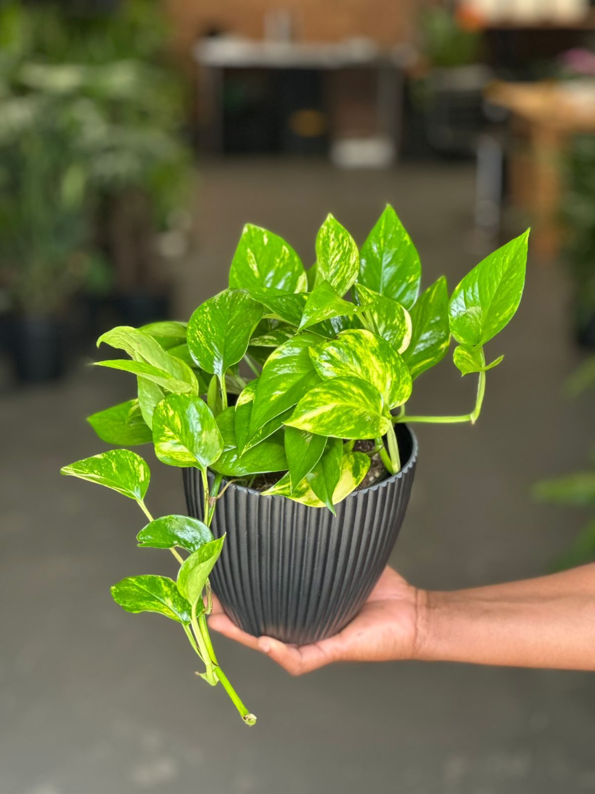 Small Golden Pothos With Decorative Pot