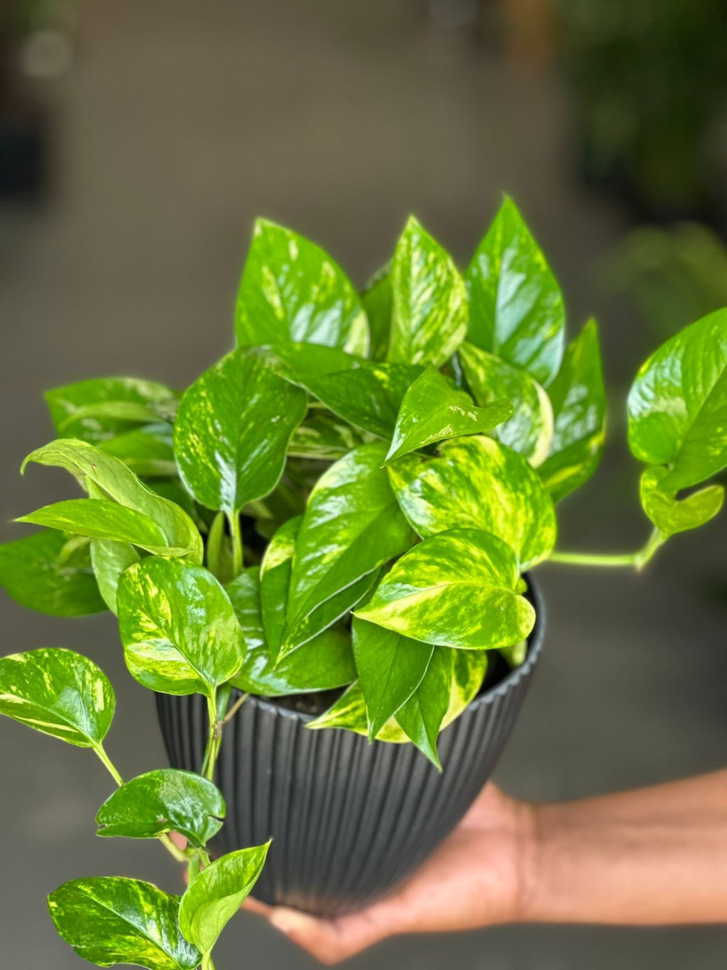 Small Golden Pothos With Decorative Pot