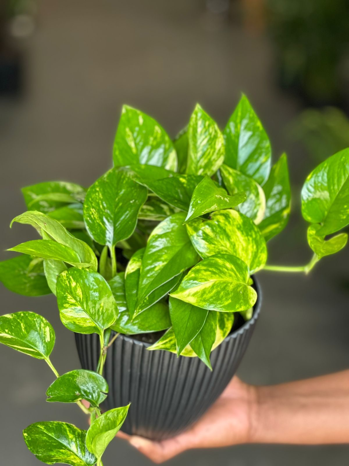 Small Golden Pothos With Decorative Pot