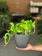 Small Golden Pothos With Decorative Pot