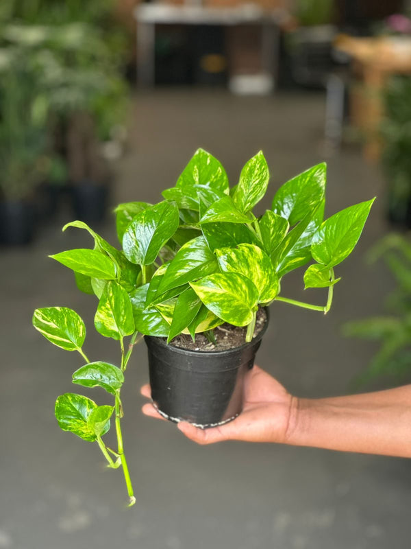 Small Golden Pothos
