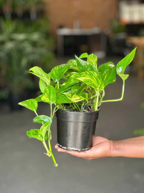 Small Golden Pothos