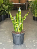 XL Snake Plant Laurentii