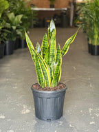 XL Snake Plant Laurentii