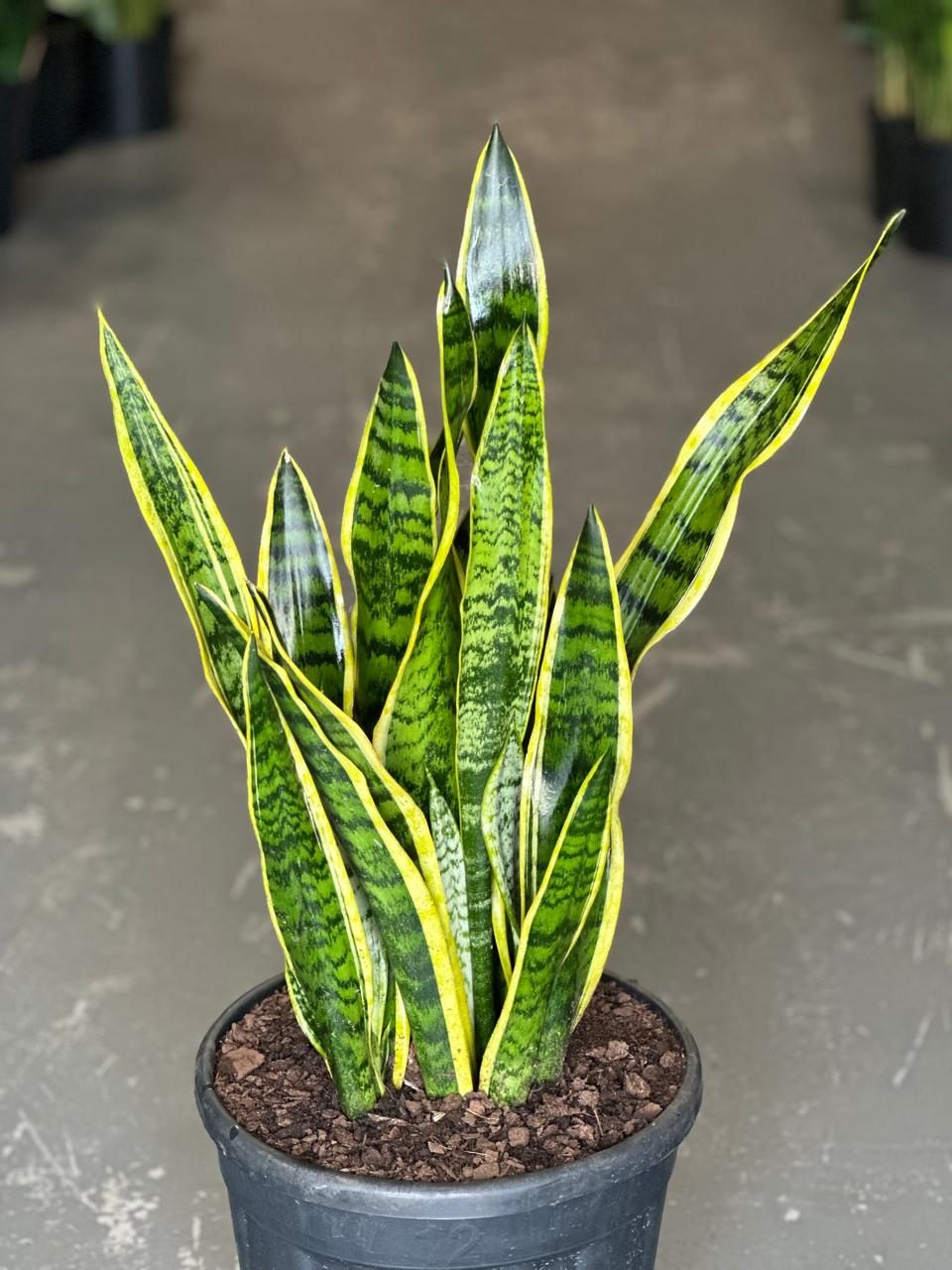 XL Snake Plant Laurentii