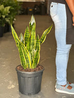 XL Snake Plant Laurentii