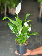 Small Peace Lily