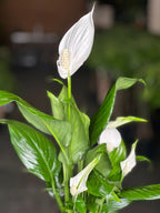Small Peace Lily