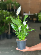 Small Peace Lily