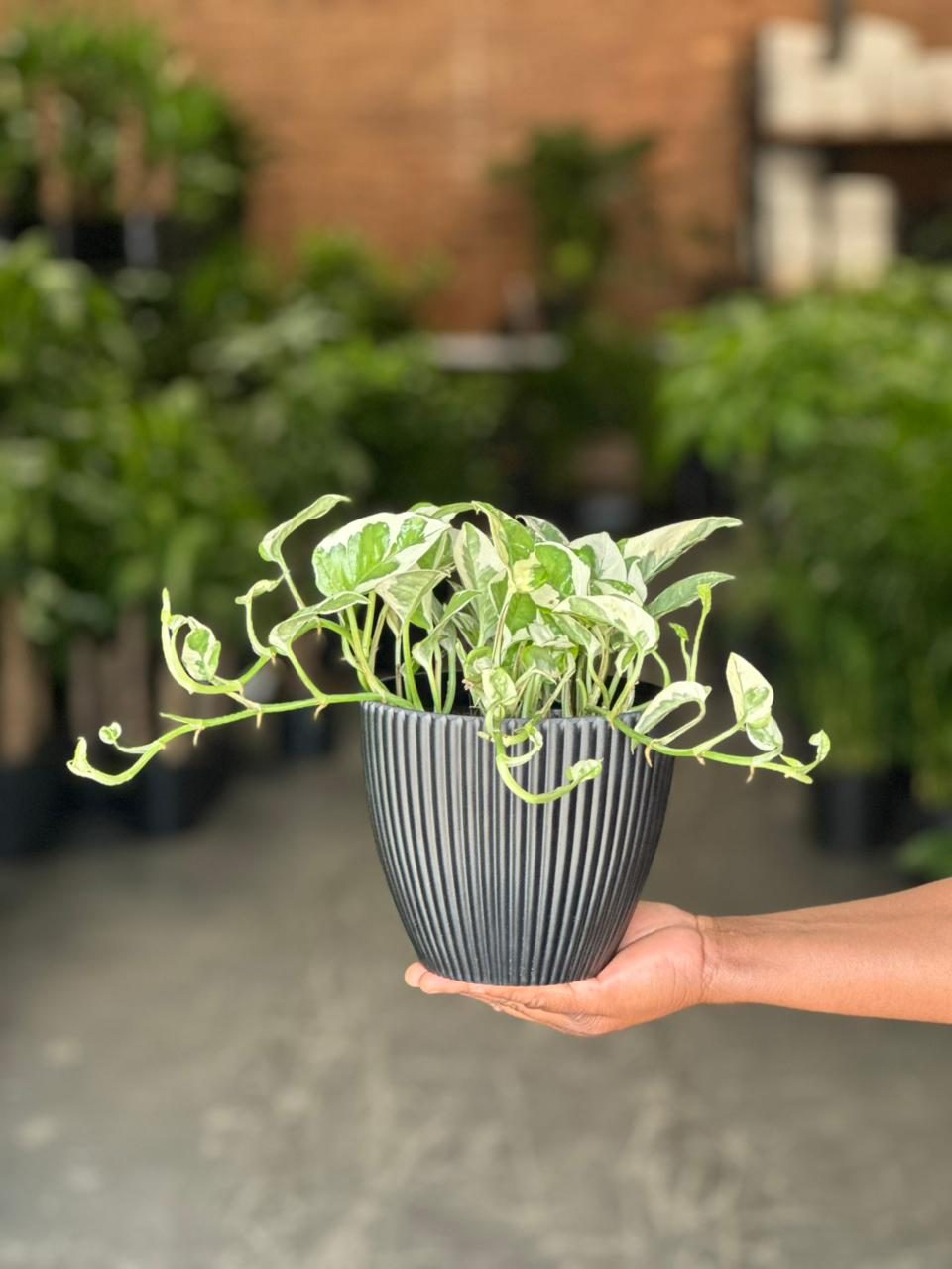 Small Pothos N'Joy With Decorative Pot