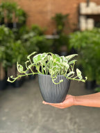 Small Pothos N'Joy With Decorative Pot