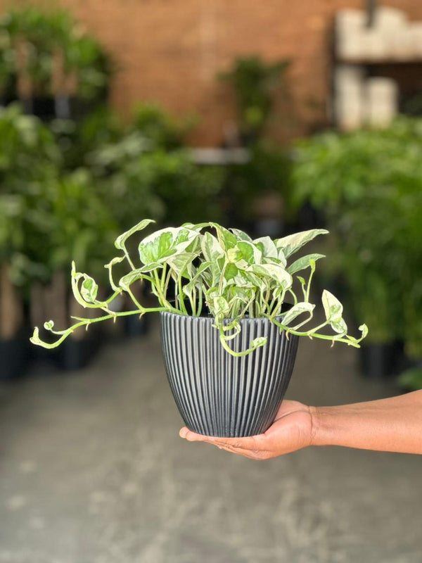 Small Pothos N'Joy With Decorative Pot