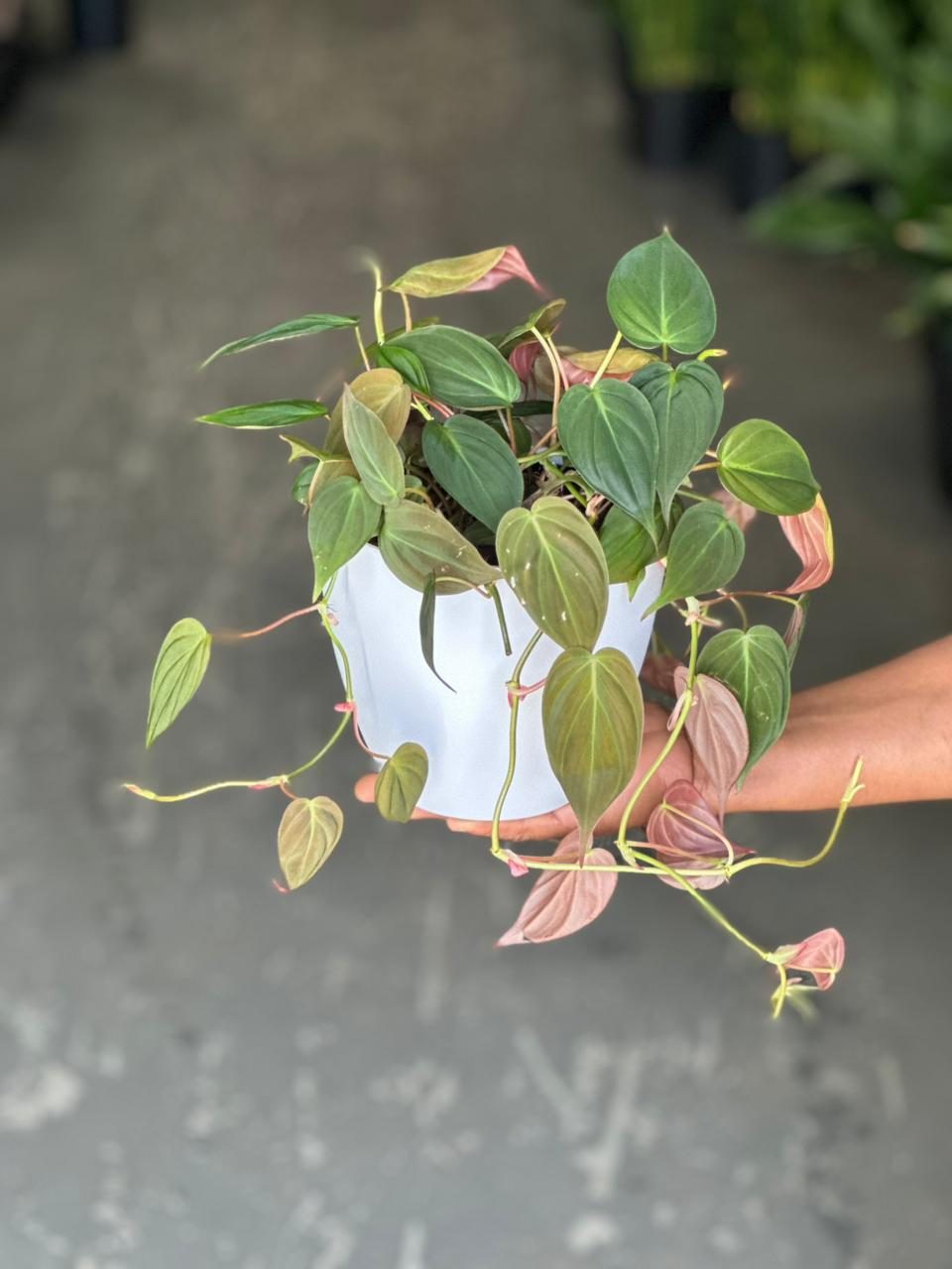 Small Philodendron Micans With Decorative Pot