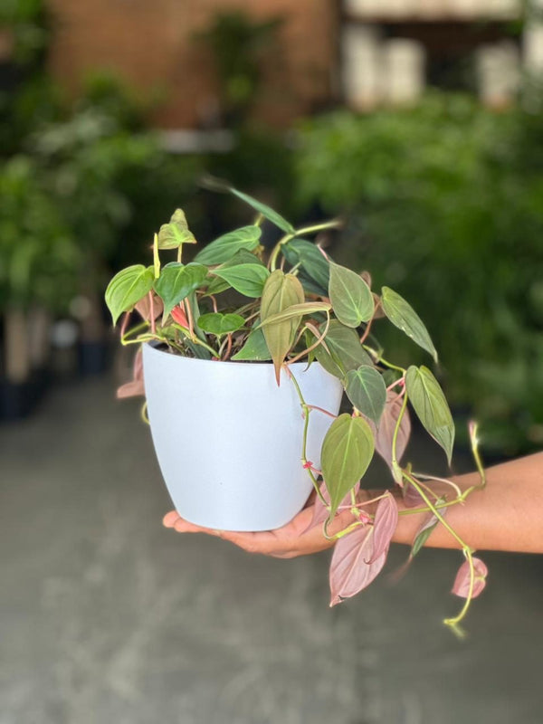 Small Philodendron Micans With Decorative Pot
