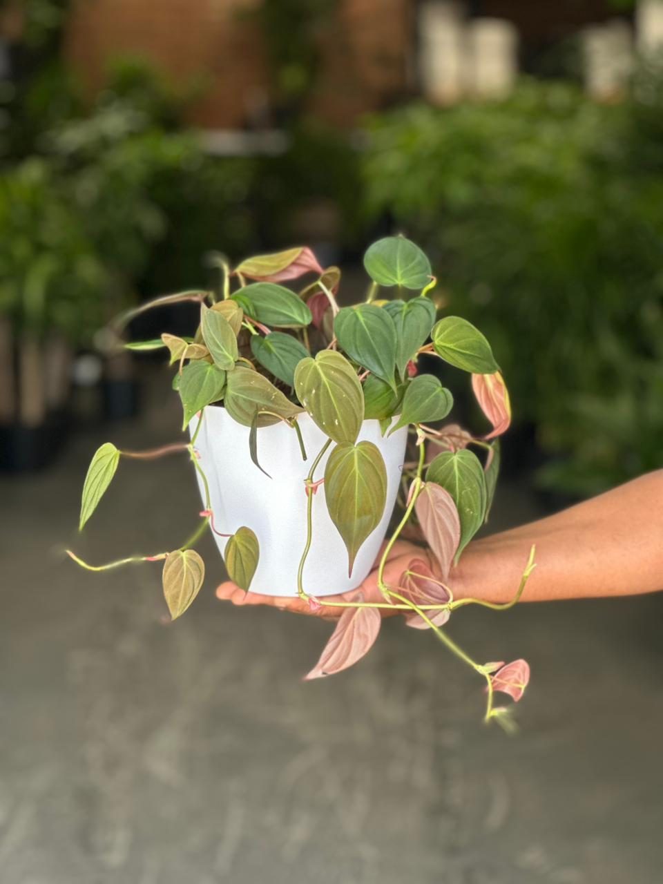 Small Philodendron Micans With Decorative Pot