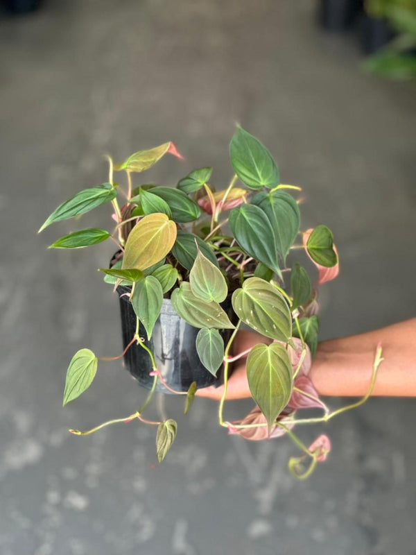 Small Philodendron Micans