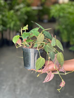 Small Philodendron Micans