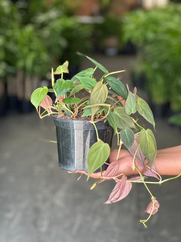 Small Philodendron Micans