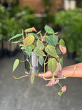 Small Philodendron Micans