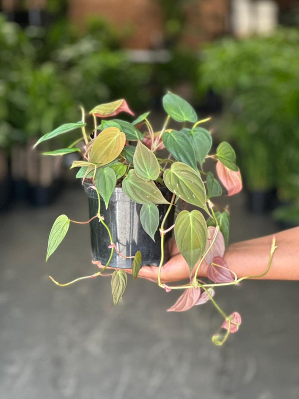 Small Philodendron Micans