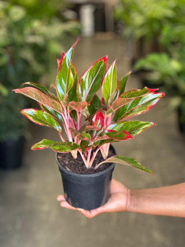 Small Chinese Evergreen King of Siam