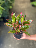 Small Chinese Evergreen King of Siam