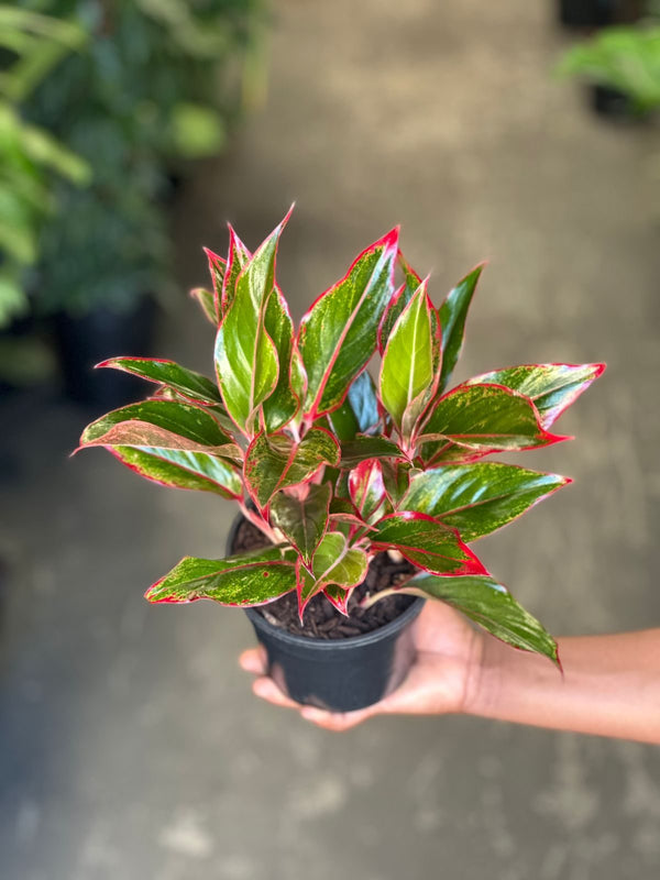 Small Chinese Evergreen King of Siam