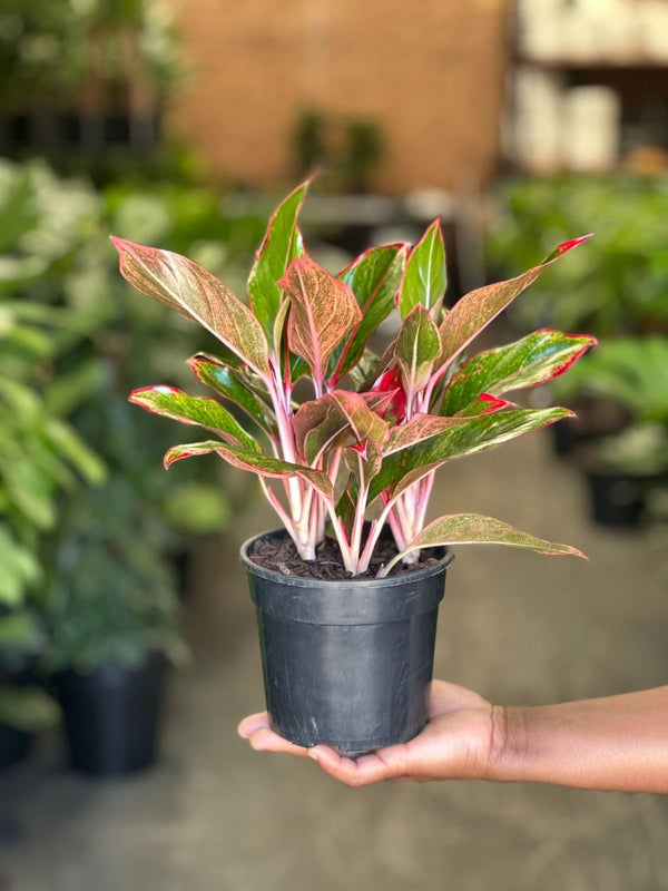 aglaonema king of siam Small Chinese Evergreen King of Siam – Botanical Heaven
