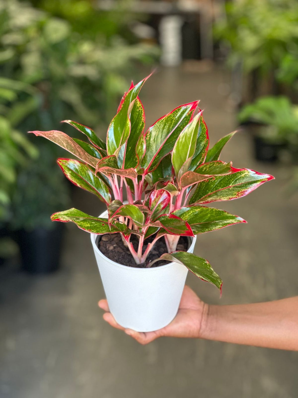 Small Chinese Evergreen King of Siam With Decorative Pot