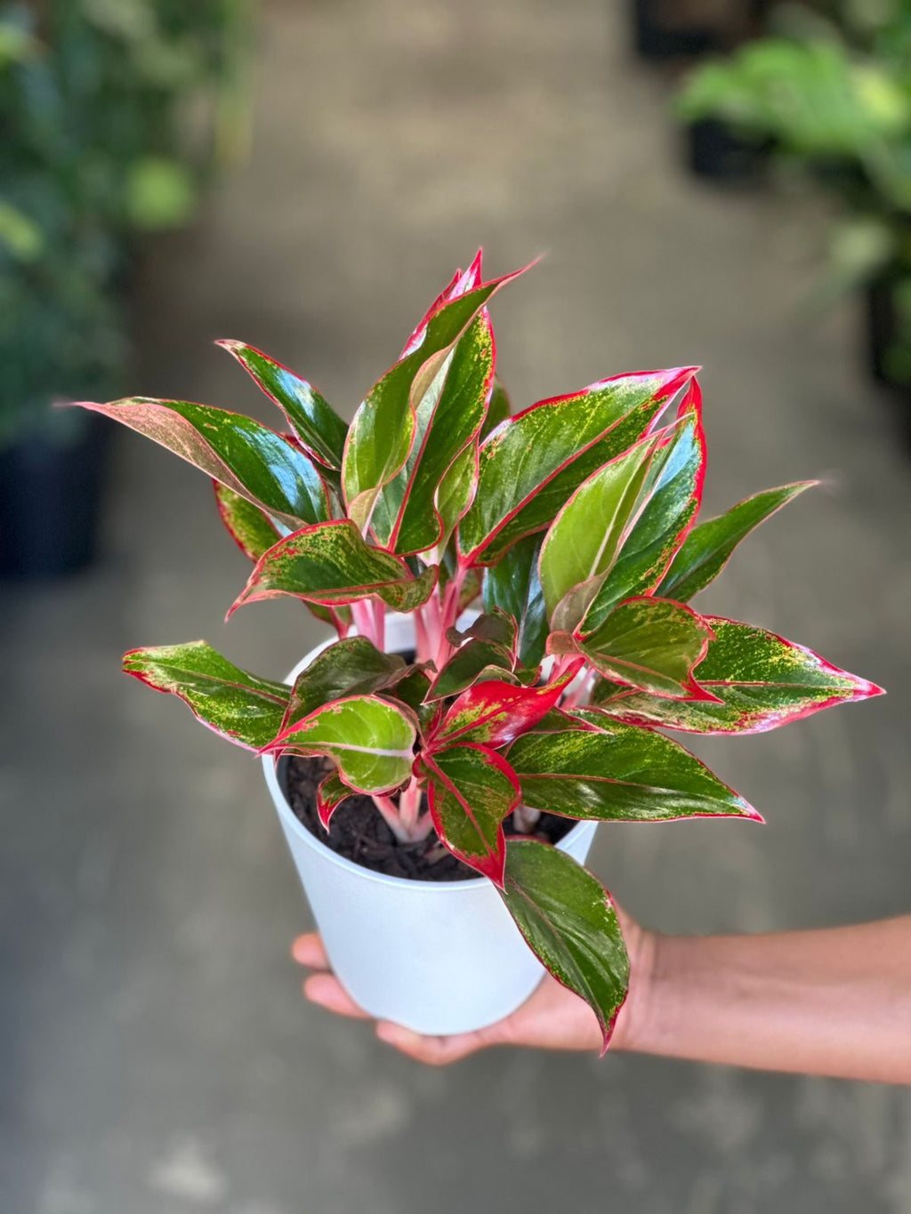 Small Chinese Evergreen King of Siam With Decorative Pot