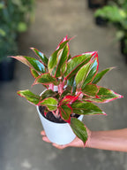 Small Chinese Evergreen King of Siam With Decorative Pot