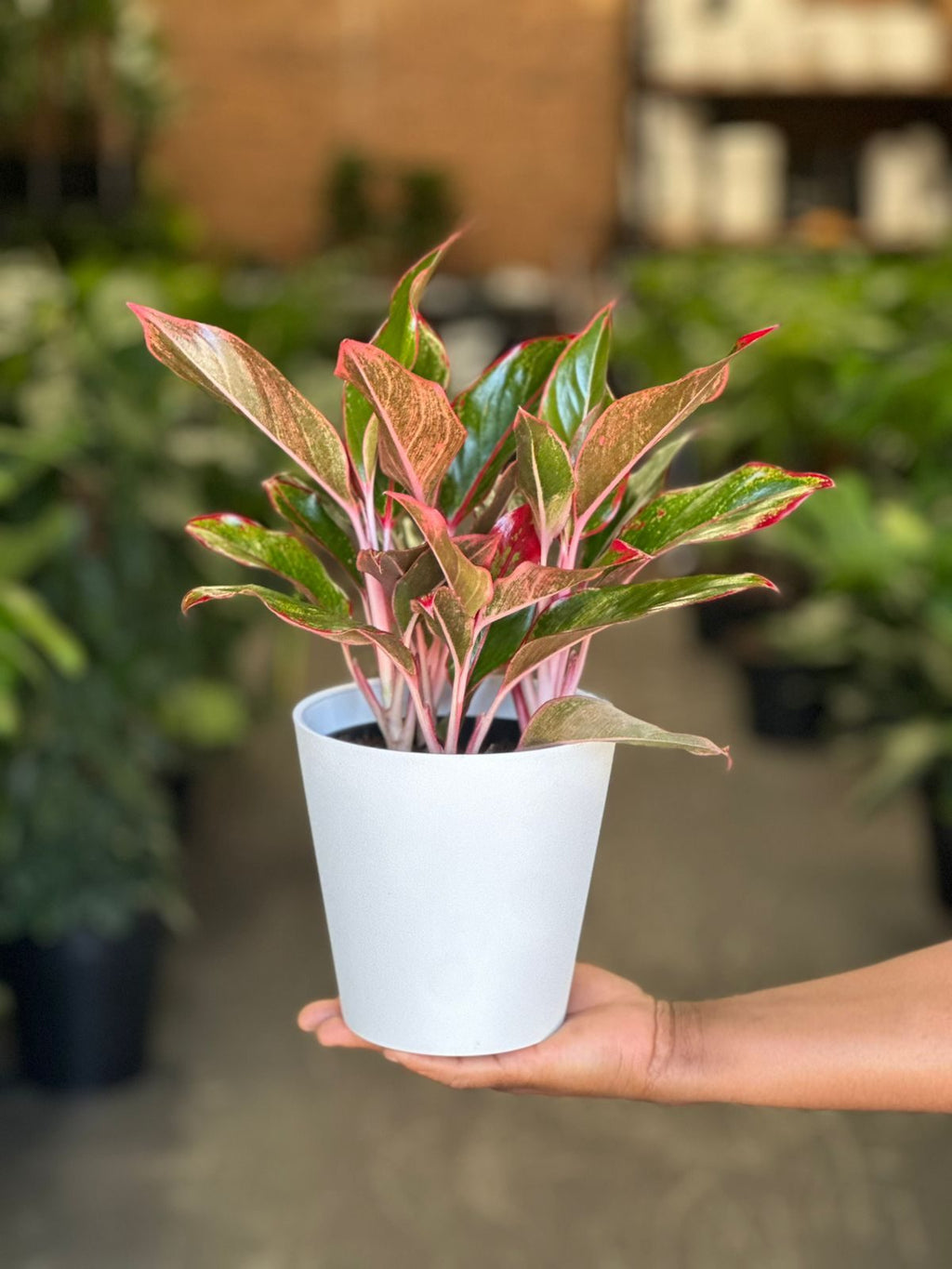 Small Chinese Evergreen King of Siam With Decorative Pot