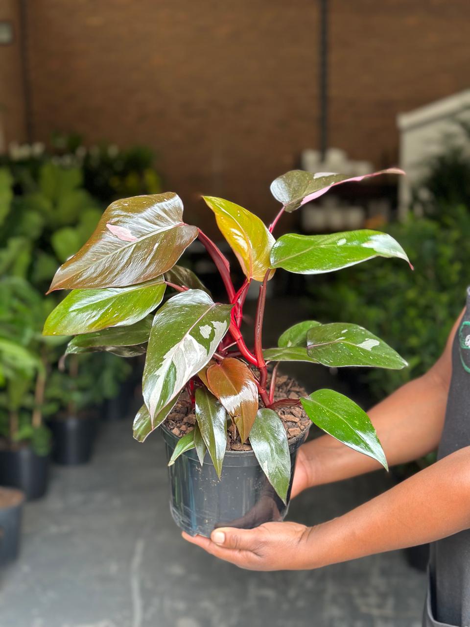 Medium Philodendron Pink Princess