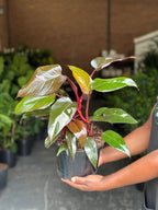 Medium Philodendron Pink Princess