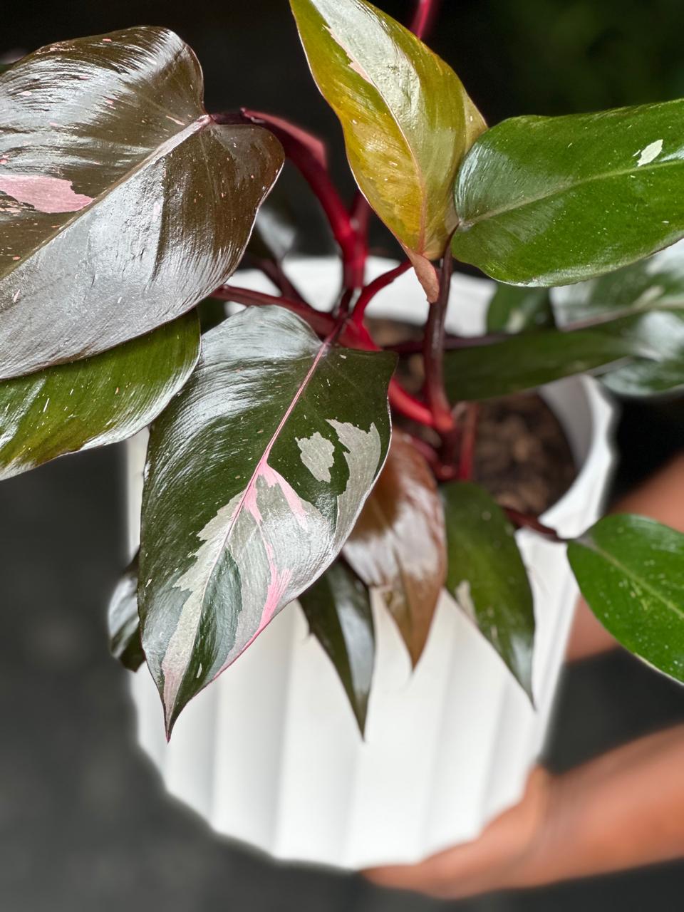 Medium Philodendron Pink Princess With Decorative Pot