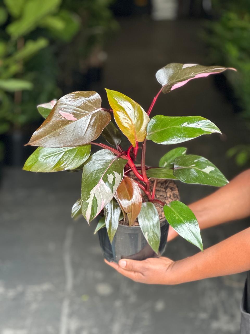 Medium Philodendron Pink Princess