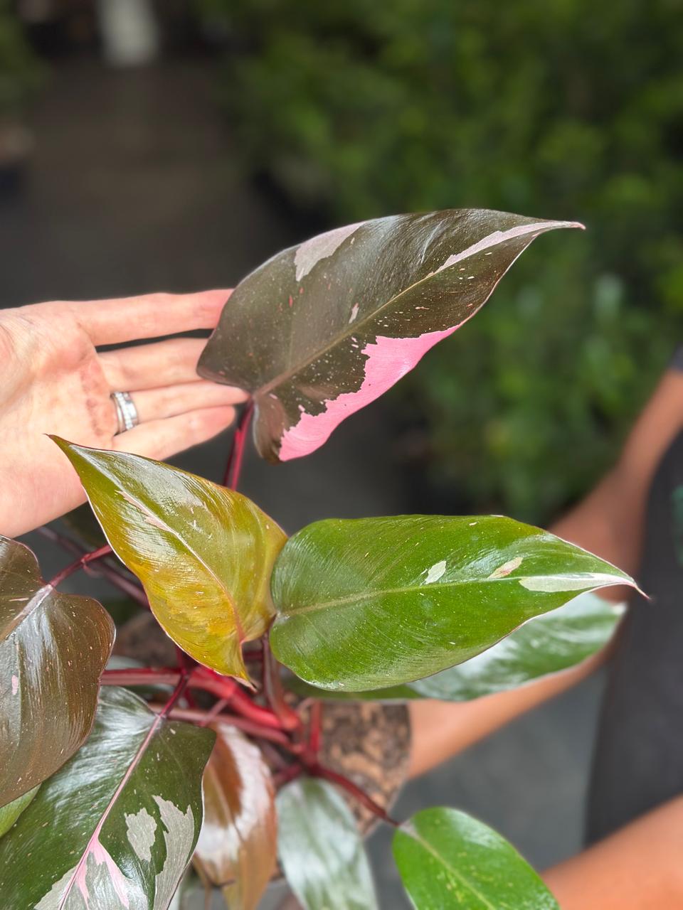Medium Philodendron Pink Princess