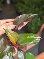 Medium Philodendron Pink Princess