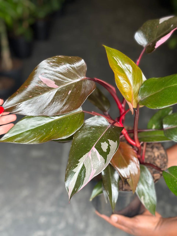 Medium Philodendron Pink Princess