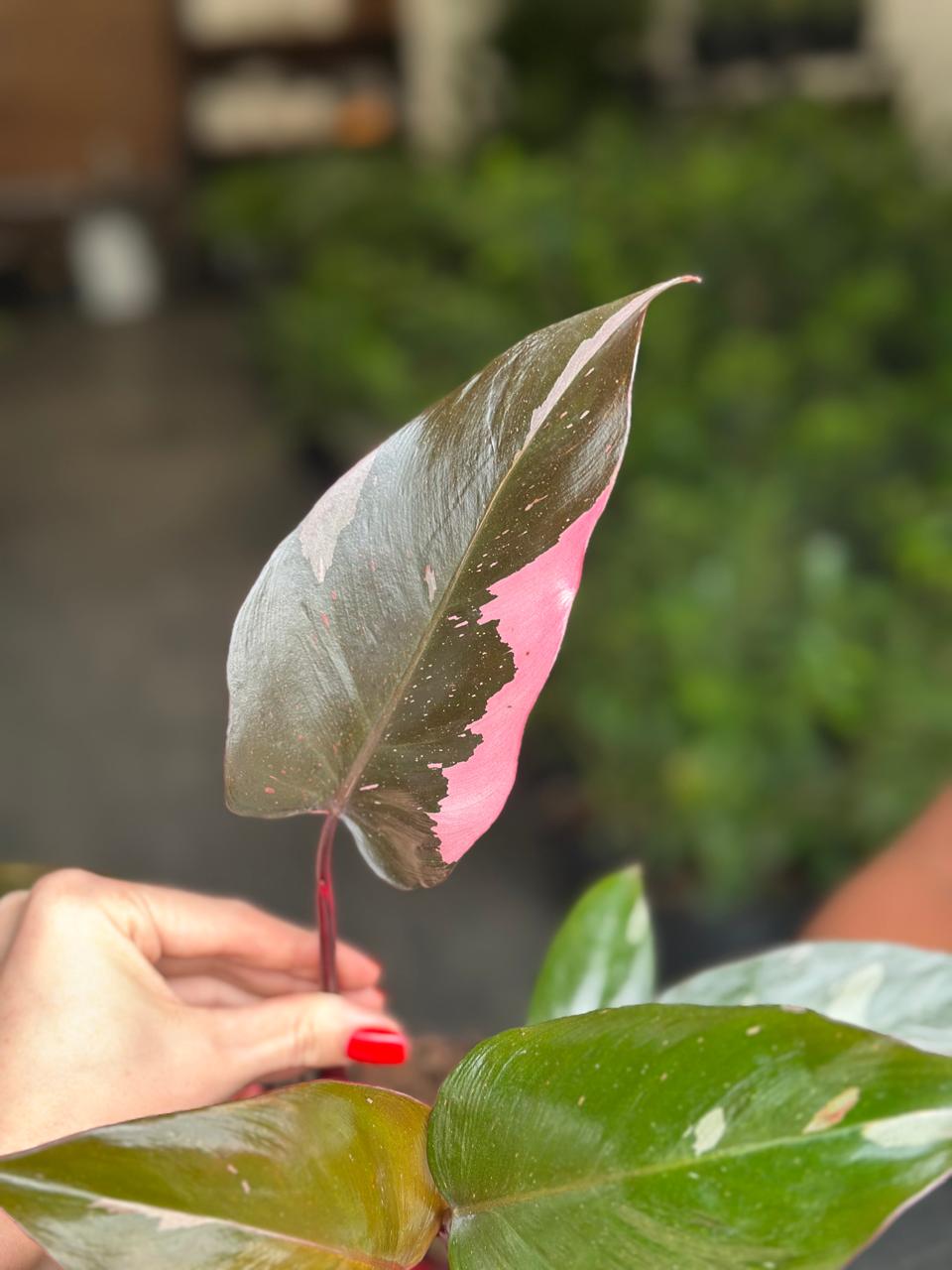 Medium Philodendron Pink Princess With Decorative Pot