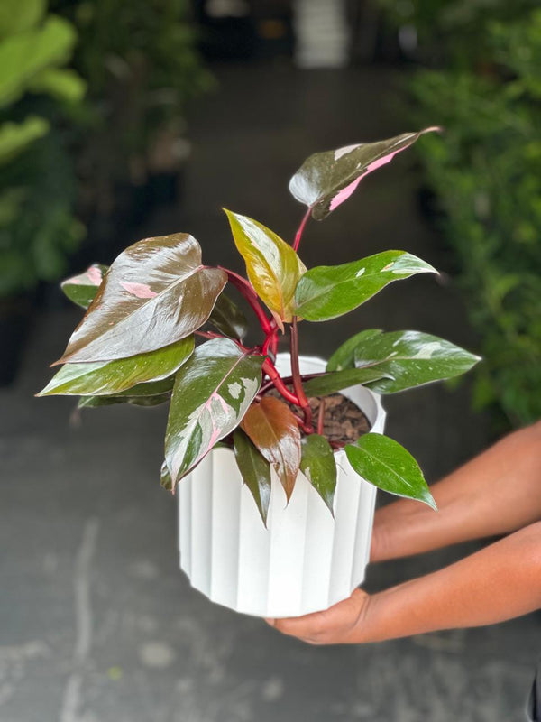 Medium Philodendron Pink Princess With Decorative Pot