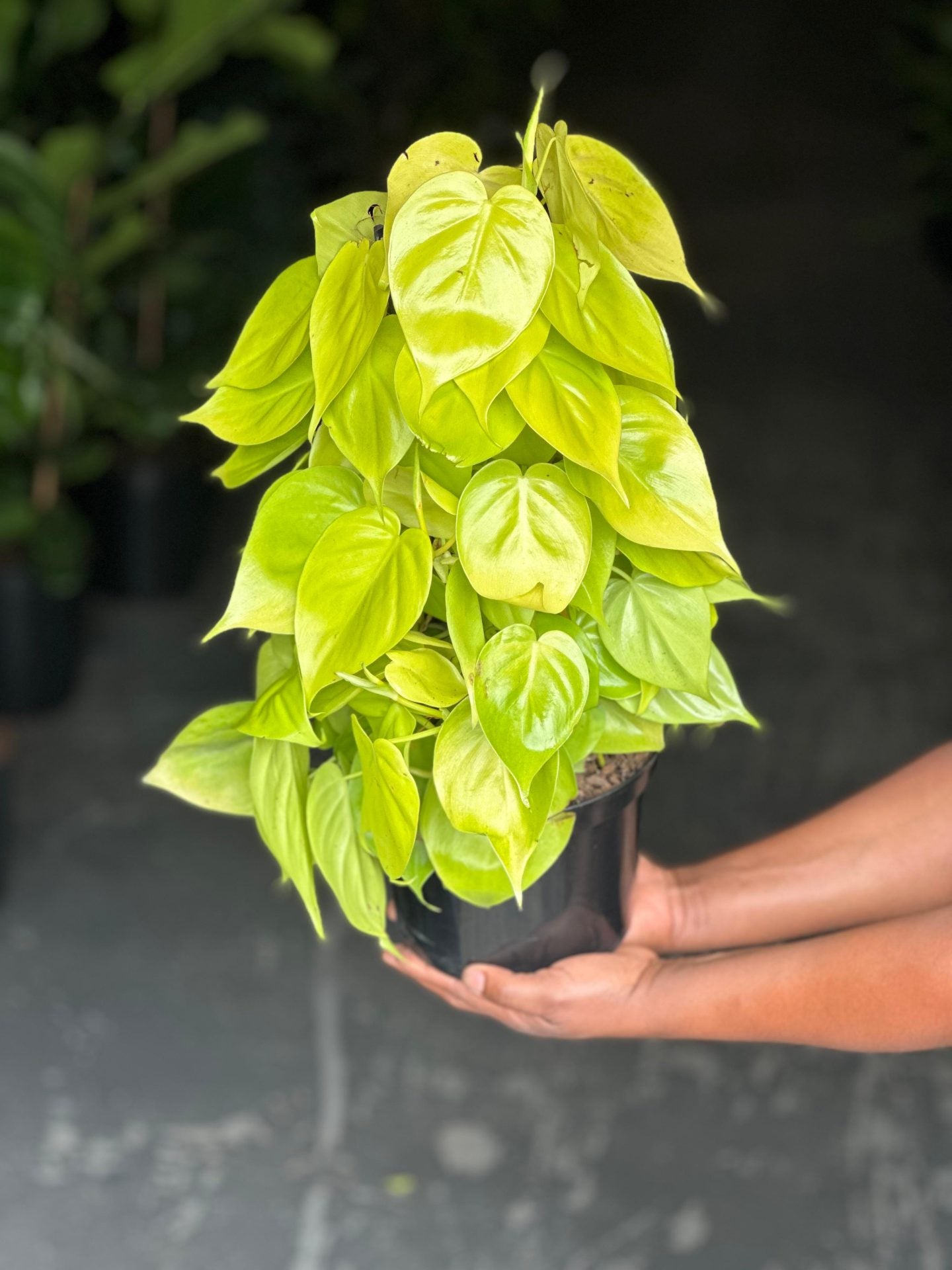 Medium Philodendron Neon Moss Pole