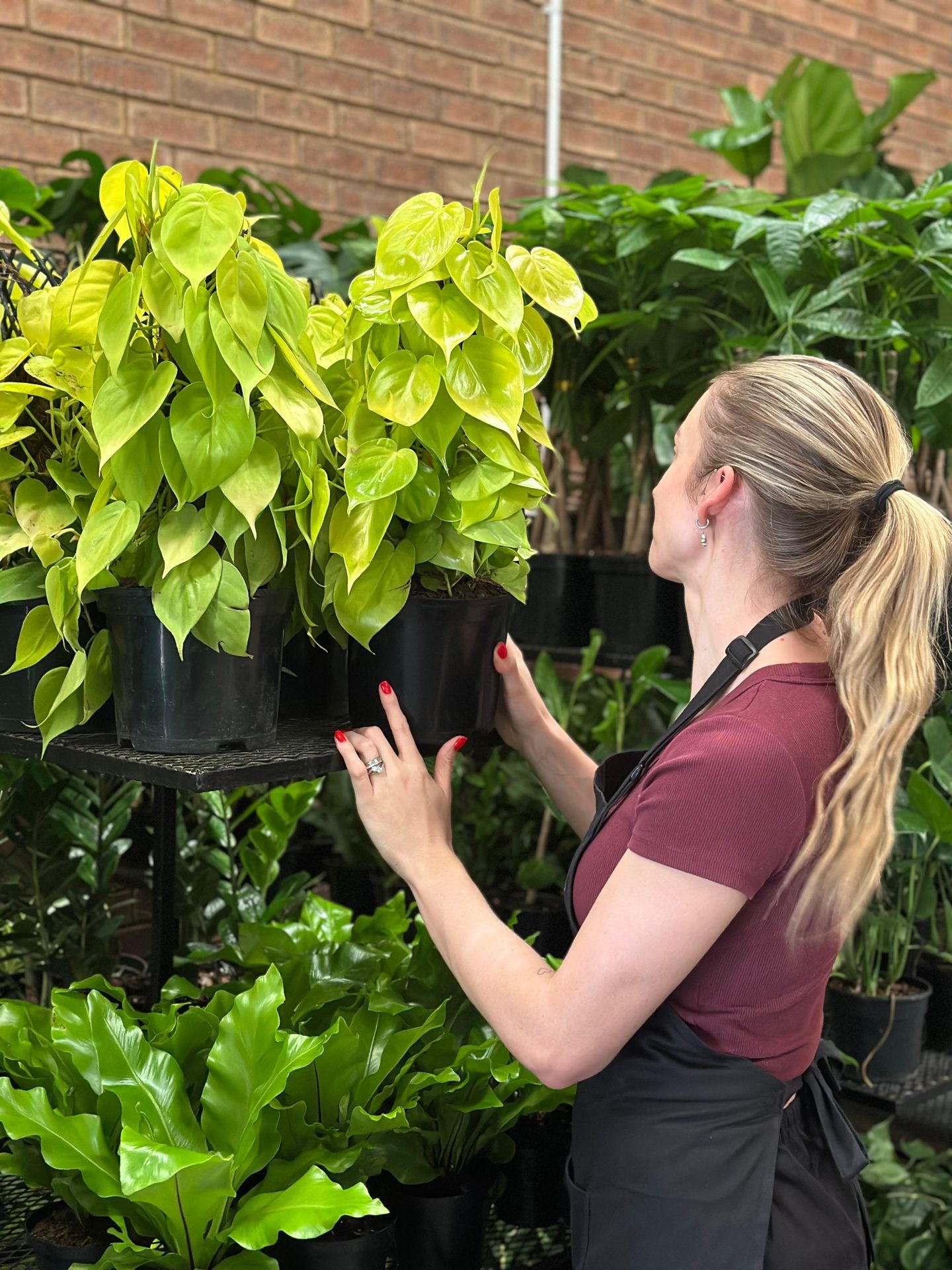 Medium Philodendron Neon Moss Pole