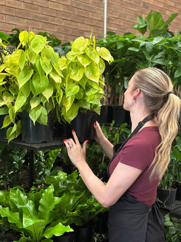 Medium Philodendron Neon Moss Pole