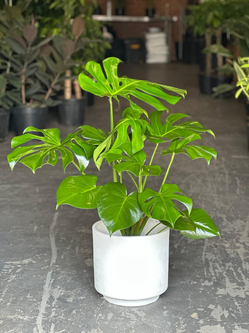Large Monstera Deliciosa With Decorative Pot
