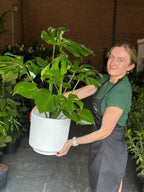 Large Monstera Deliciosa With Decorative Pot