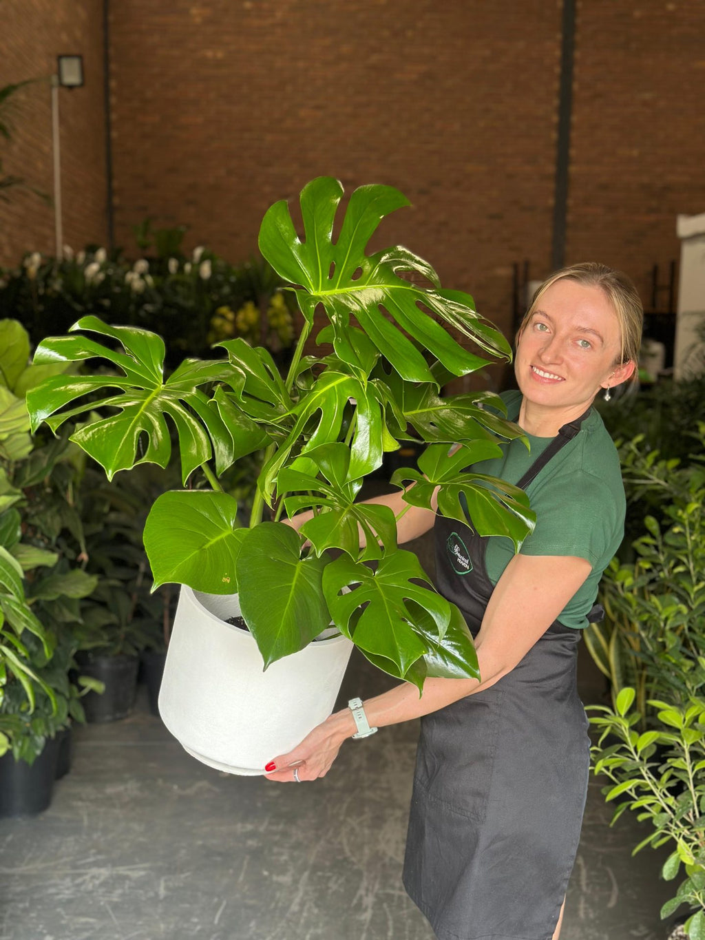 Large Monstera Deliciosa With Decorative Pot
