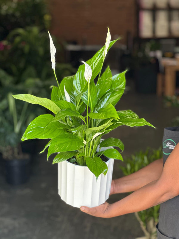 Medium Peace Lily With a Decorative Pot