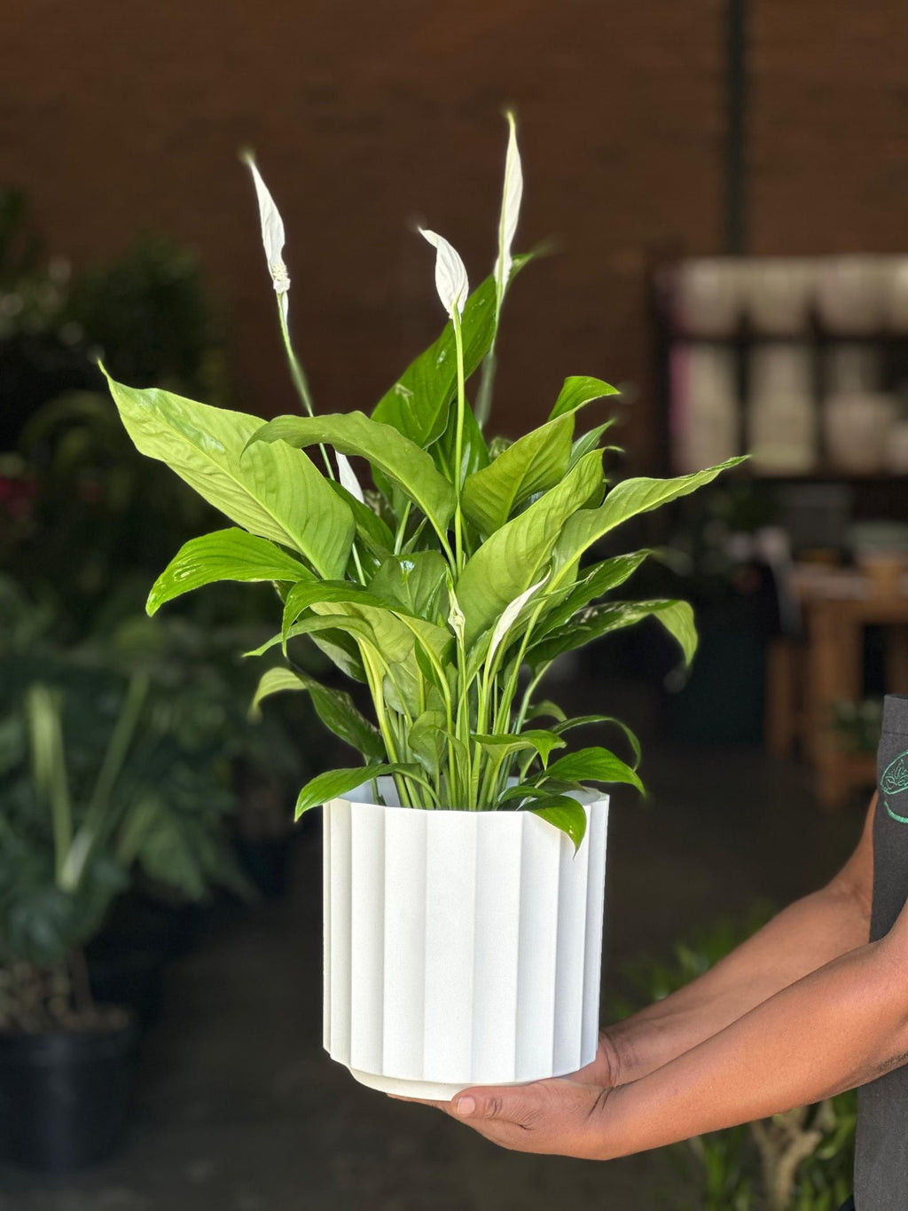 Medium Peace Lily With a Decorative Pot